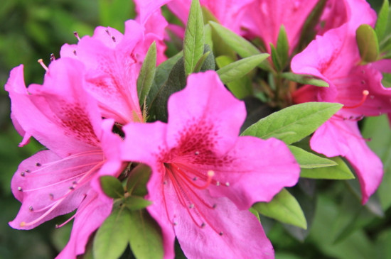 杜鹃花是完全花还是不完全花