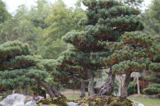 松树盆景配土方法