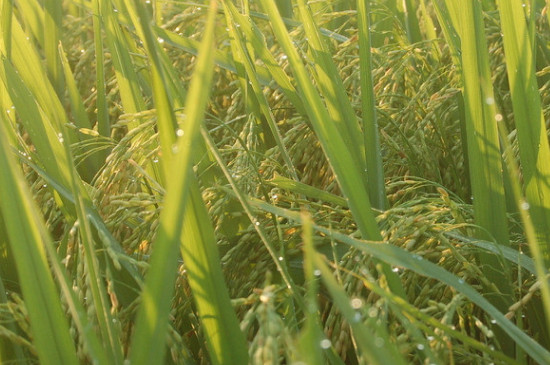 水稻收获季节