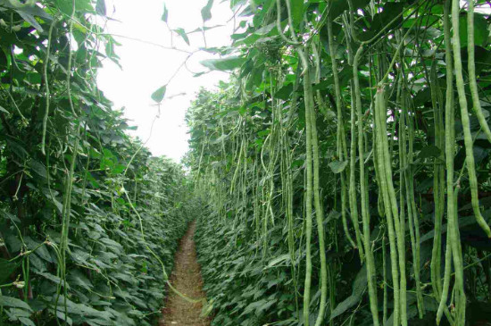 架豆角种植技术与管理