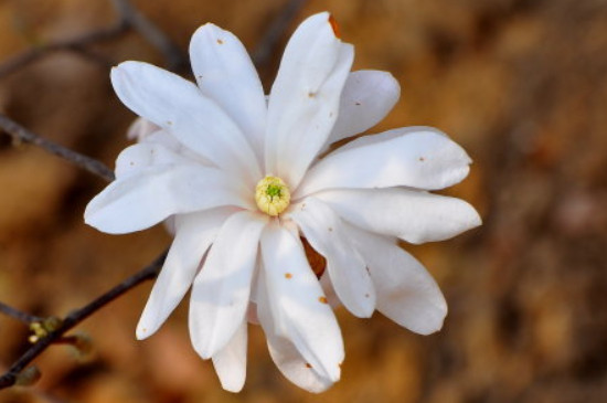 星花玉兰什么季节开