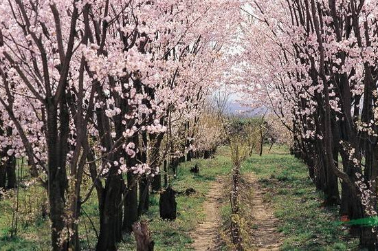 河津樱怎么养