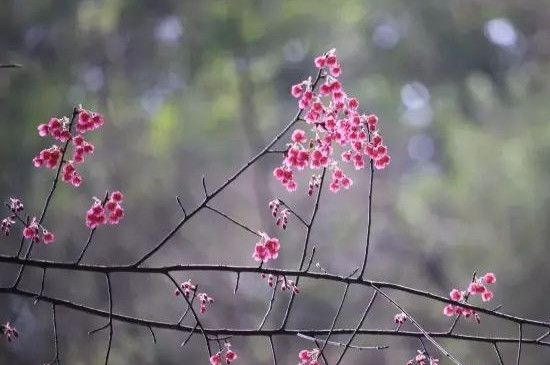 钟花樱怎么种植