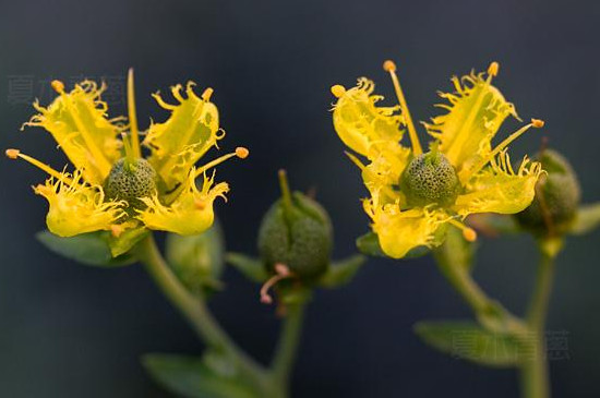 芸香的寓意