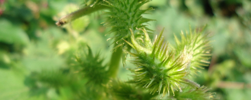 苍耳是什么植物