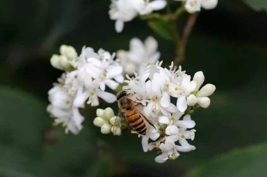 七子花的养护与管理