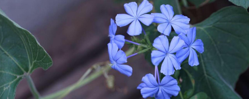 蓝花丹怎么养才能开花