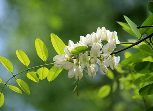 香花槐的育苗方法