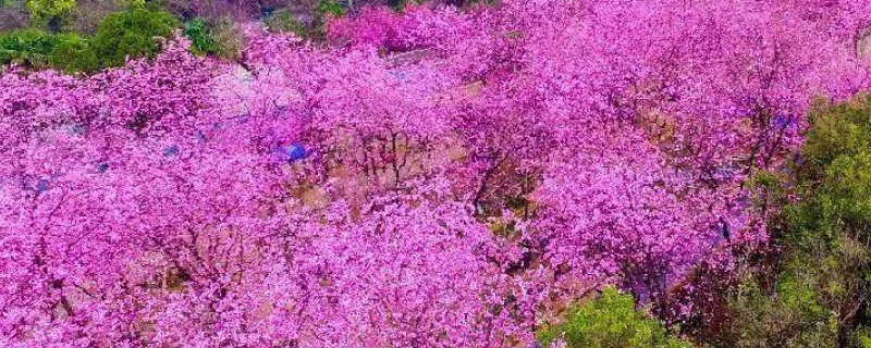 昆明樱花几月份开花