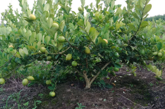 香水柠檬种植技术与管理