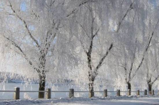 雪柳枝条可以插土种植吗