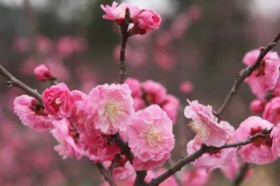 腊梅花不同颜色的寓意