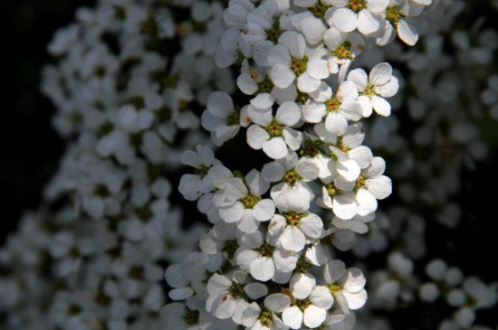 雪柳干枝开完花怎么办