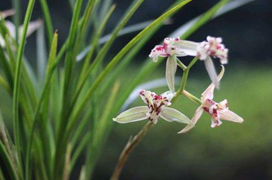 兰花花期过后怎样修剪