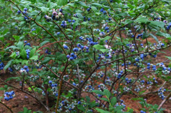 蓝莓先开花还是先长叶