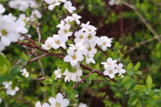 干支雪柳开花后还能养么