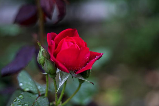 月季花叶子耷拉下来如何补救