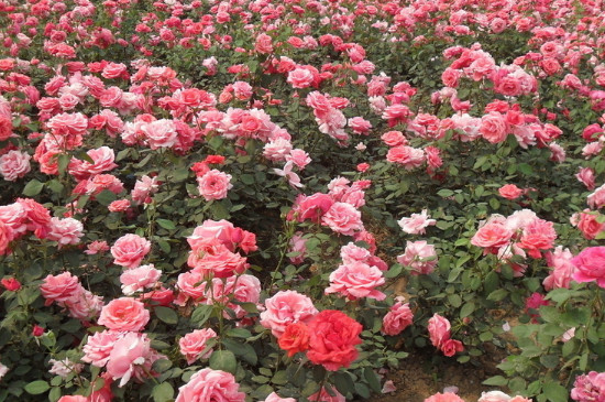 月季花叶子耷拉下来如何补救