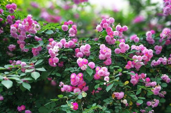 月季花叶子耷拉下来如何补救