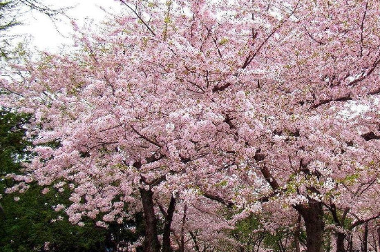 清明节开的花是什么花