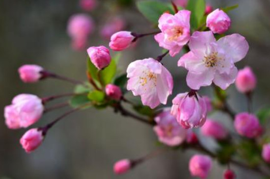 清明节开的花是什么花