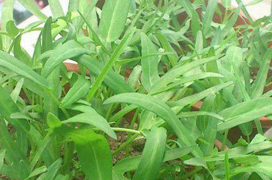 大叶空心菜的种植方法