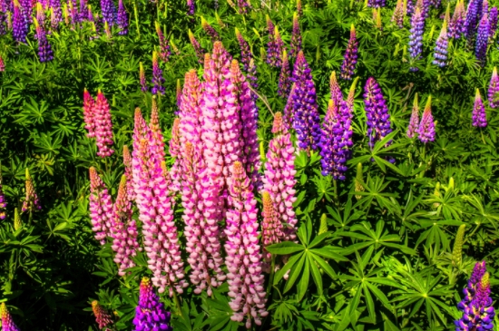 鲁冰花种子的种植方法和注意点