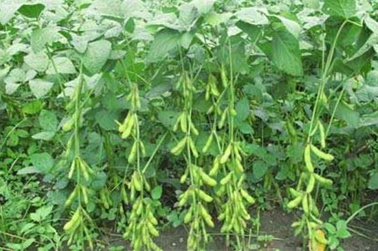 毛豆的种植方法