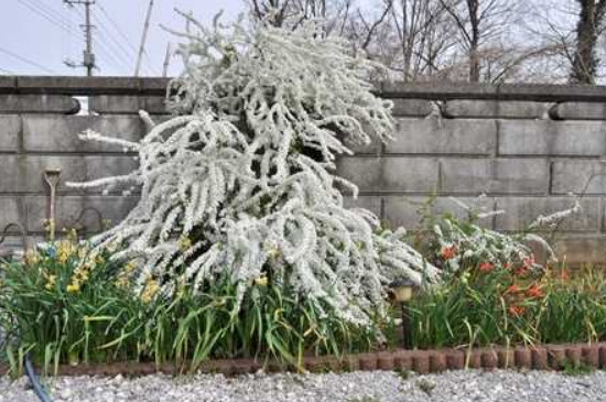 雪柳泡水可以生根吗