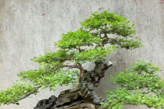 黄荆下山桩发芽多久能生根