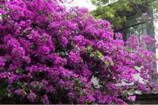 映山红开花后怎么修剪