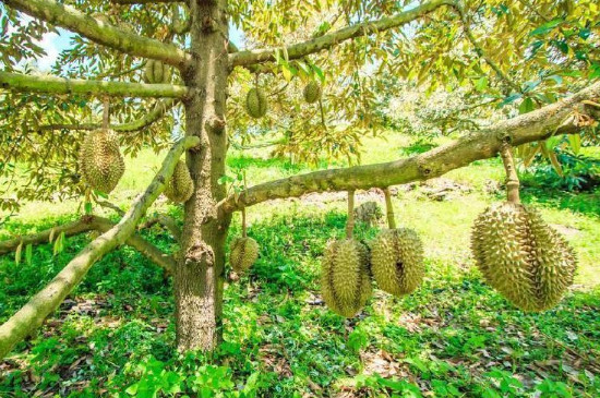 北方种植榴莲树的注意事项