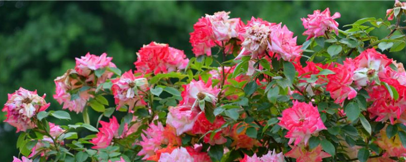 月季花枯萎了怎么救活
