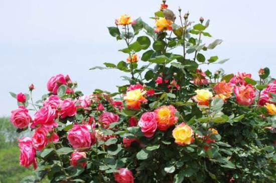 月季花枯萎了怎么救活