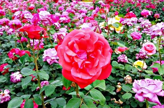 月季花枯萎了怎么救活