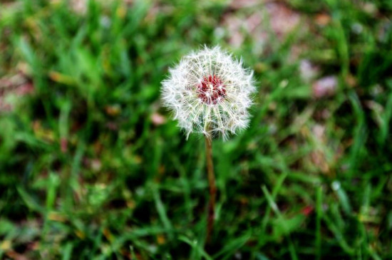 蒲公英的花是黄的还是白的