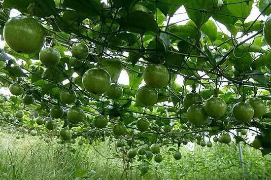 百香果不开花不结果是什么原因