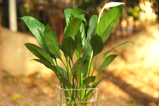 水培植物如何杀虫子