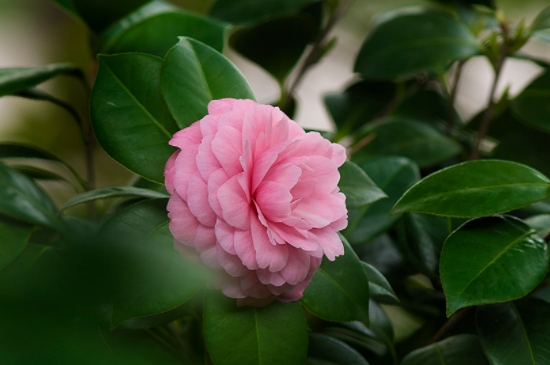 茶花叶子绿着呢就掉了啥原因