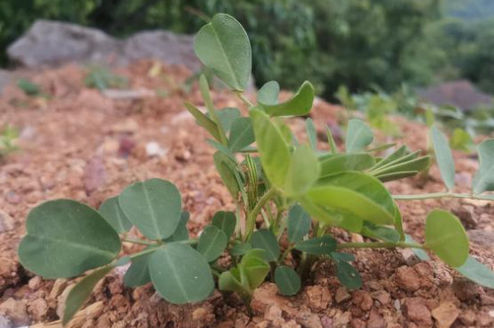 花生苗怎么种植方法