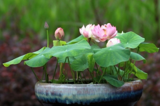 碗莲发芽后芽一直泡水里吗