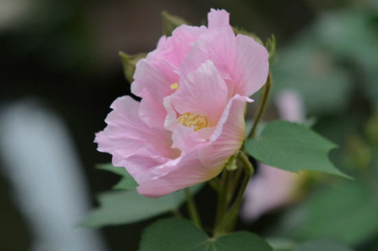 芙蓉花一年开几次花