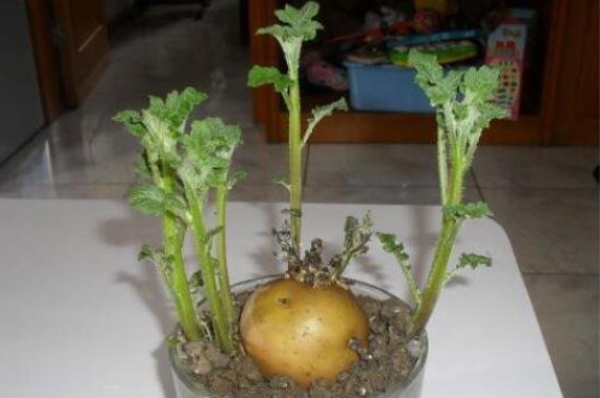 土豆发芽了可以种植吗