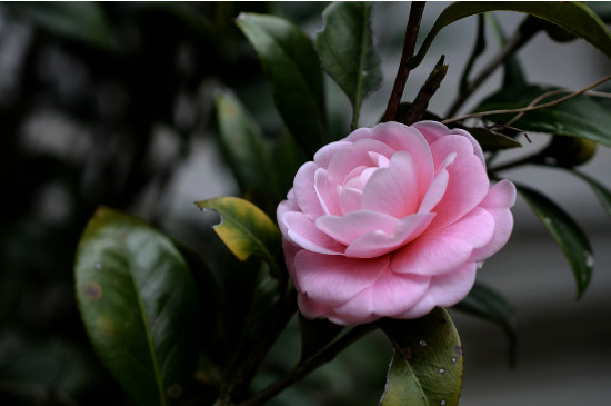 茶花一年修剪几次