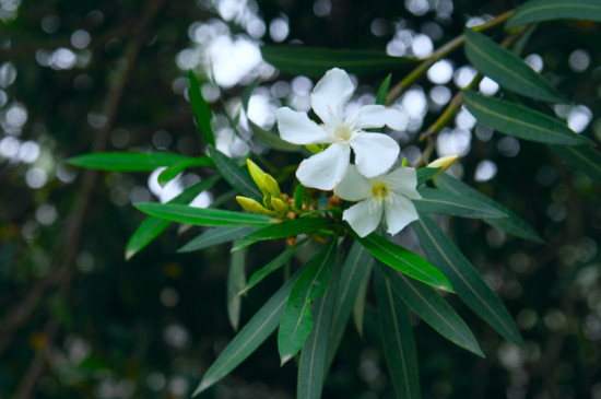 白花夹竹桃有毒吗