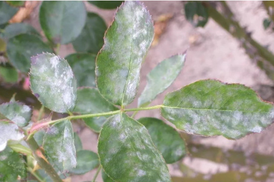 月季花的叶子上有白霜是怎么回事