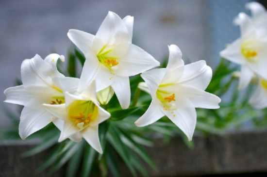 百合花顶部芯变黑怎么回事