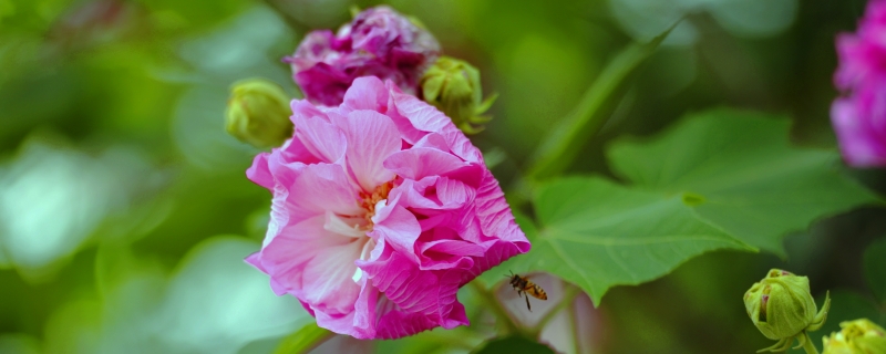 芙蓉花一年开几次花