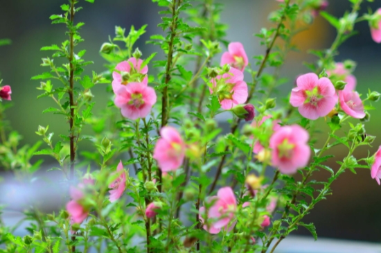 小木槿的花语和象征意义