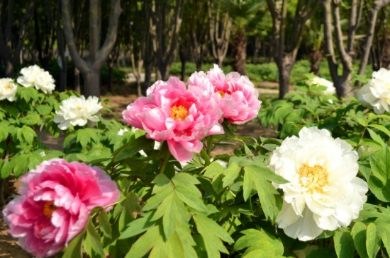 月季花和牡丹花有什么区别